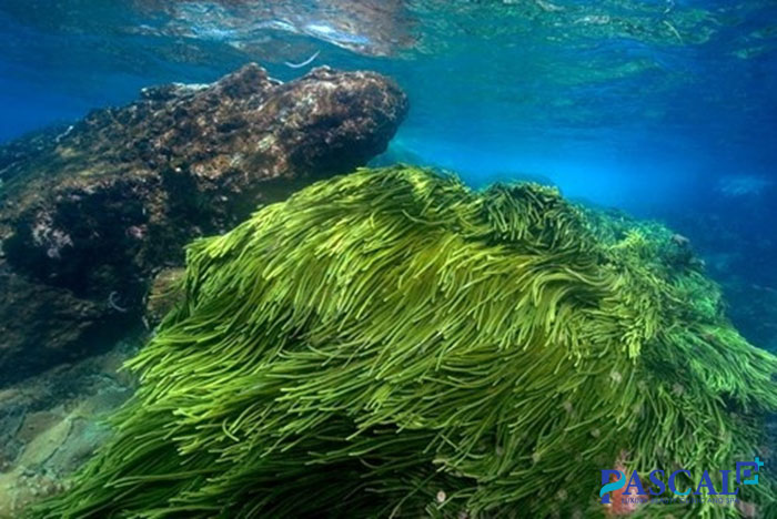 Tảo xoắn (Spirulina platensis) - mặt nạ tảo biển trị nám