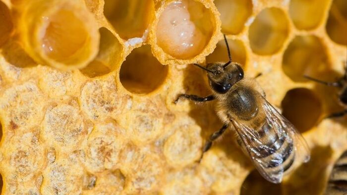 Sữa ong chúa là dịch tiết của ong thợ 7 ngày để nuôi dưỡng ong chúa và ấu trùng ong chúa 